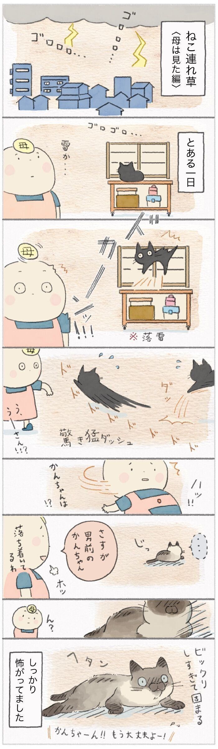 飼い主 母 は見ていた 臆病な猫と大きすぎる雷の音