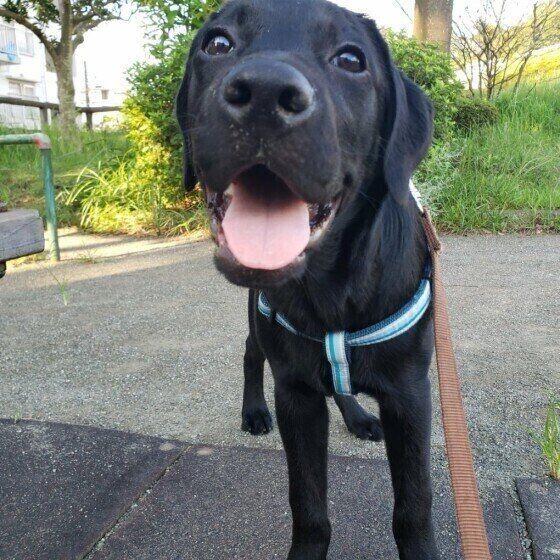 犬の 舌 人との違いや犬種によって差はあるの