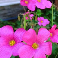 Oxalis ดอกไม้สวย