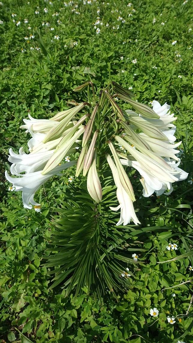 株 花王
