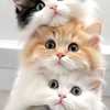 🐈‍⬛解離性同一性障害＆精神疾患の人集まれ🦋
