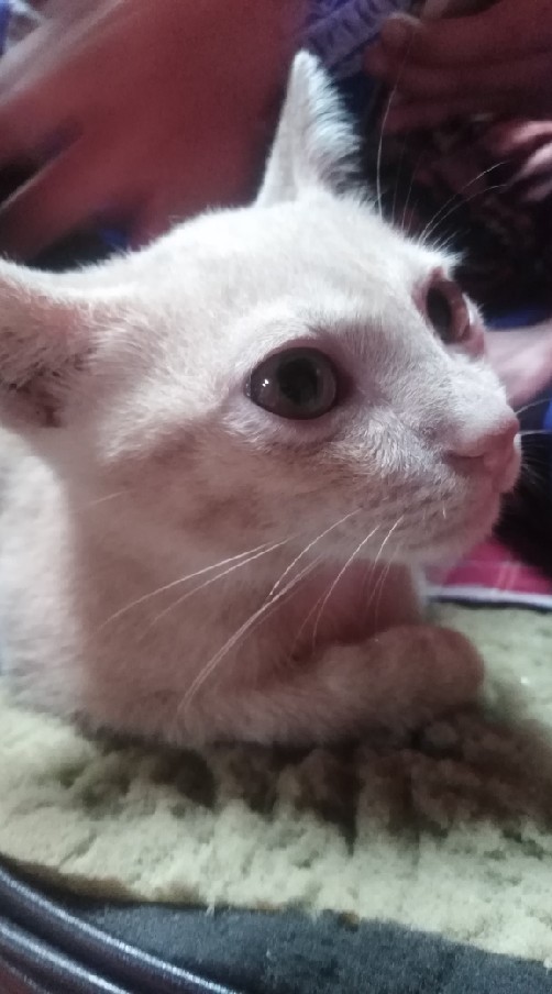 ลูกแมวน้อยซนมาก🍭🐈