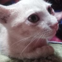 ลูกแมวน้อยซนมาก🍭🐈