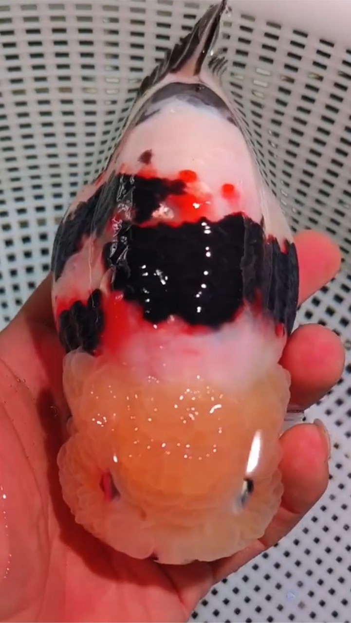 ARTGOLDFISH