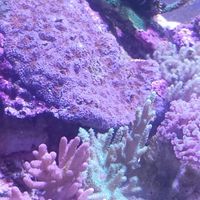 隨意聊天聊遊戲聊動漫聊畫畫聊小說
