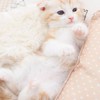 猫😺犬🐶好き集まれライブRoom🎤🎶