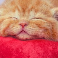 ガメシュ大聖堂