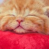 ガメシュ大聖堂
