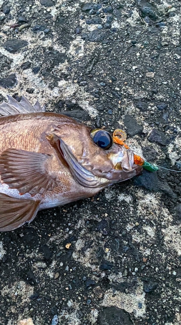 山形　庄内　学生釣りオプチャ！