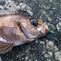 山形　庄内　学生釣りオプチャ！