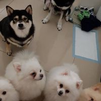 【汪喵星人】寵物零食潔牙骨生活用品代購批發零售