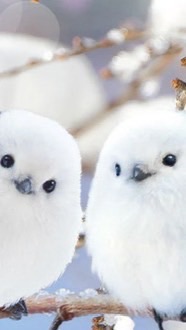 シマエナガ好きな人きてー！
