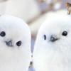 シマエナガ好きな人きてー！