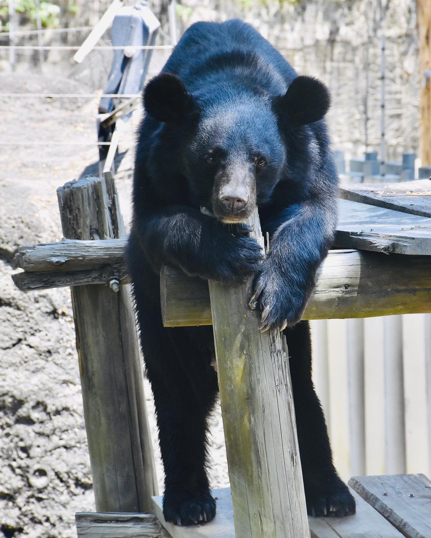 到動物園 無人島露營體驗 真人版動物森友會 全台6 大特殊夜宿方案推薦 Line購物