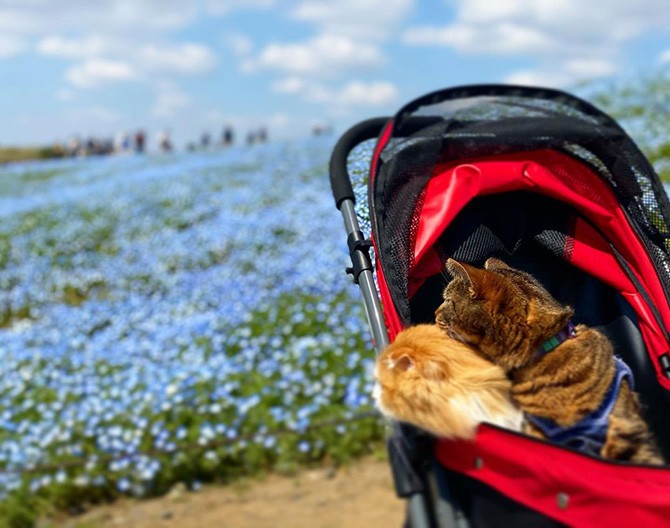 ネモフィラブルーの花畑をお散歩 家庭画報ウチもふ365