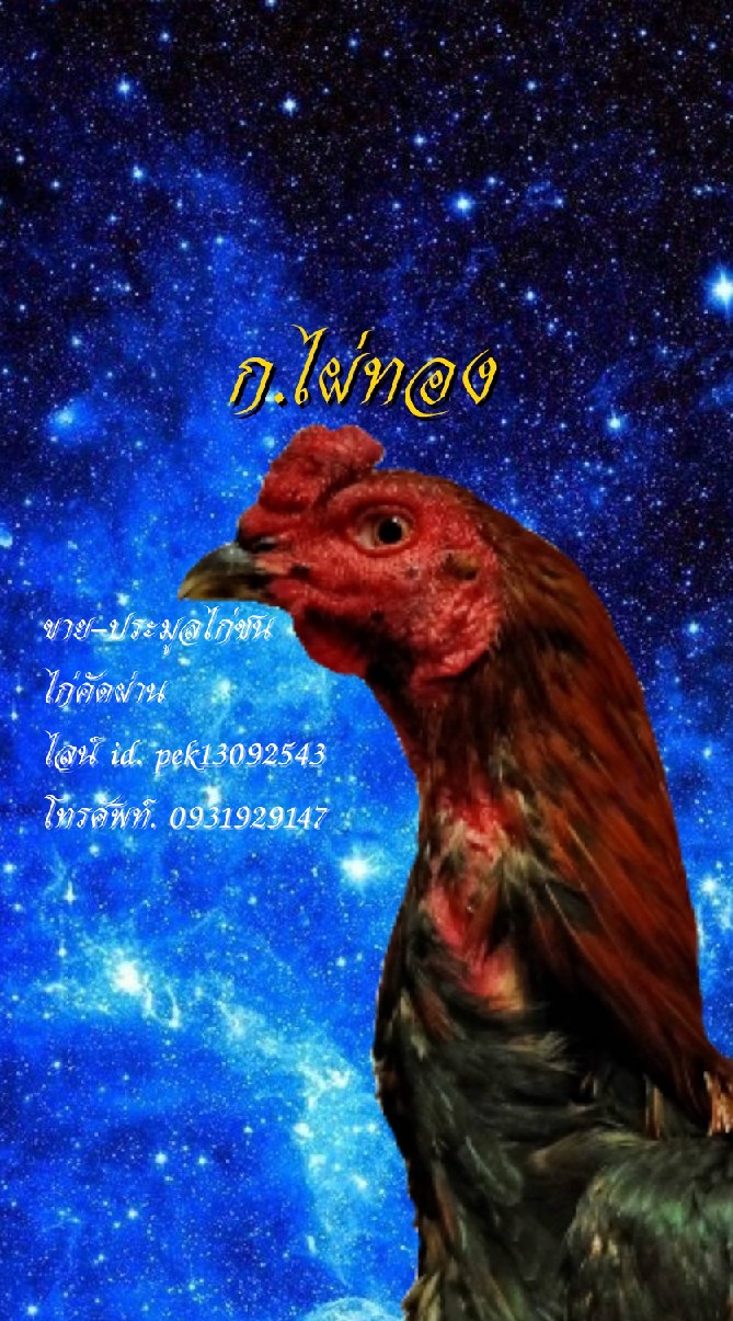 ก.ไผ่ทอง ขาย-ประมูลไก่ชน