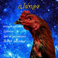 ก.ไผ่ทอง ขาย-ประมูลไก่ชน