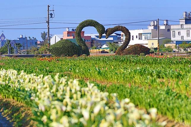 桃園化身 桃花園 櫻花 魯冰花 彩芋賞不停 旅遊經 Line Today