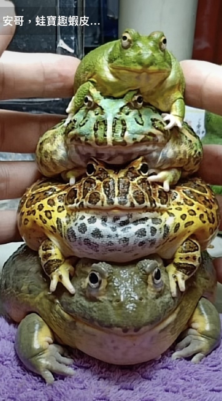 我的老天蛙阿！🐸