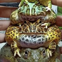 我的老天蛙阿！🐸