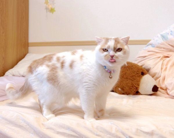通りすがりに煽ってくる猫…（笑）「なめんなよぉって顔」（ね