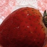 大鼻孔