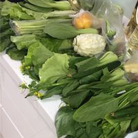 頭好壯壯素食寶寶分享交流🌵