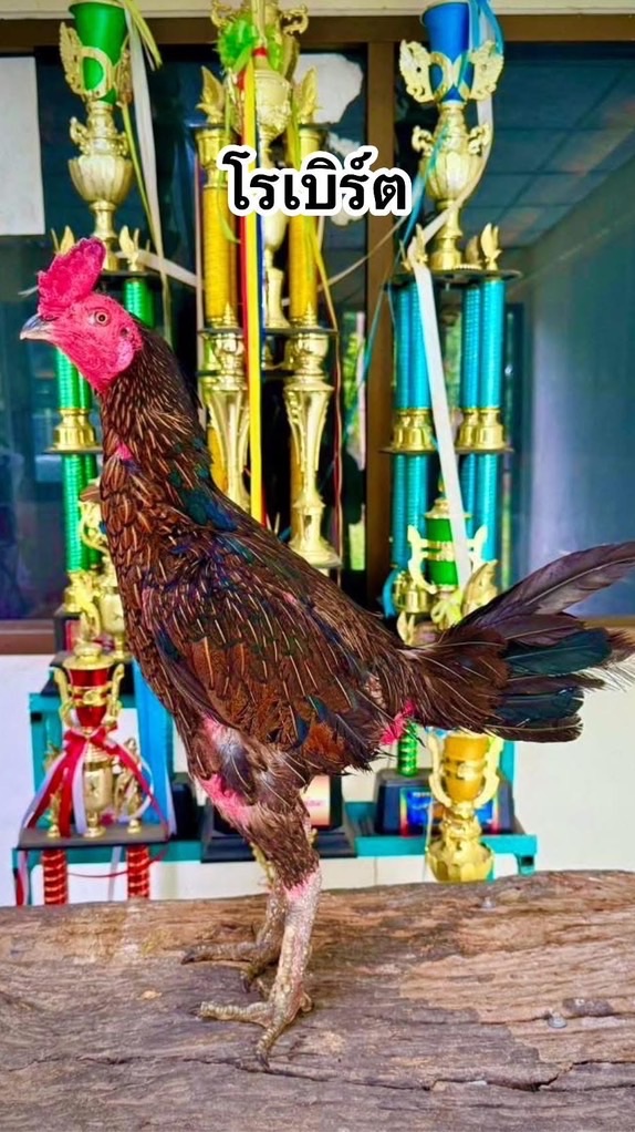 แม่ไก่ฝากผสมเจ้าโรเบิร์ต