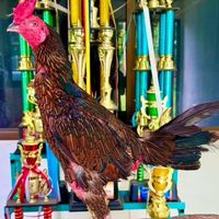 แม่ไก่ฝากผสมเจ้าโรเบิร์ต