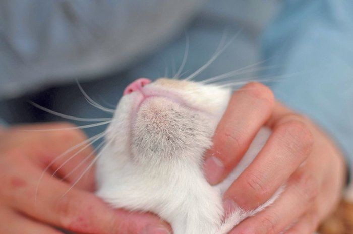 猫はかゆがっていないのに脱毛する 原因を解説