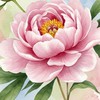 兒童幼兒國小國中高中線上英文分享專區（非業務群，純經驗談）