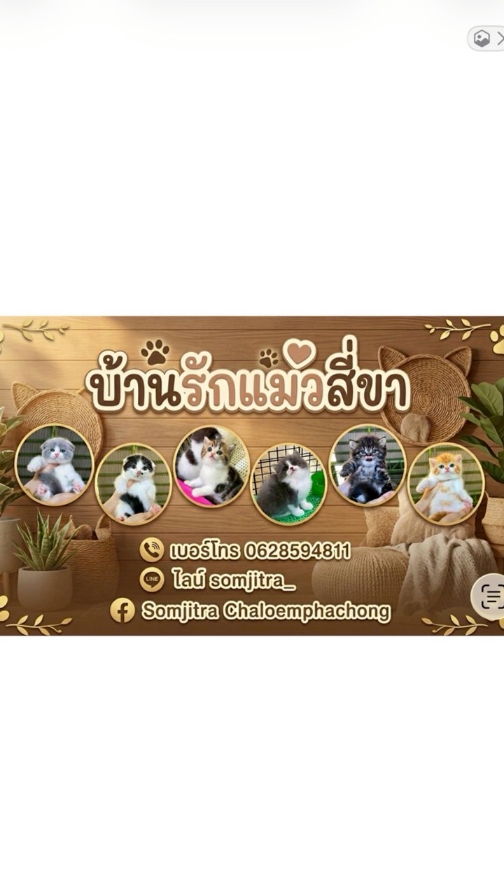 บ้านรักแมวสี่ขา นิพนธ์🏠☺️🫶🏼