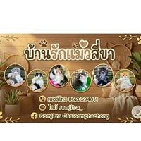 บ้านรักแมวสี่ขา นิพนธ์🏠☺️🫶🏼