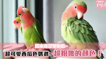 超可愛西瓜色鸚鵡~超粉嫩的顏色！原來竟是雙胞胎~綠中一點紅也太特別了！