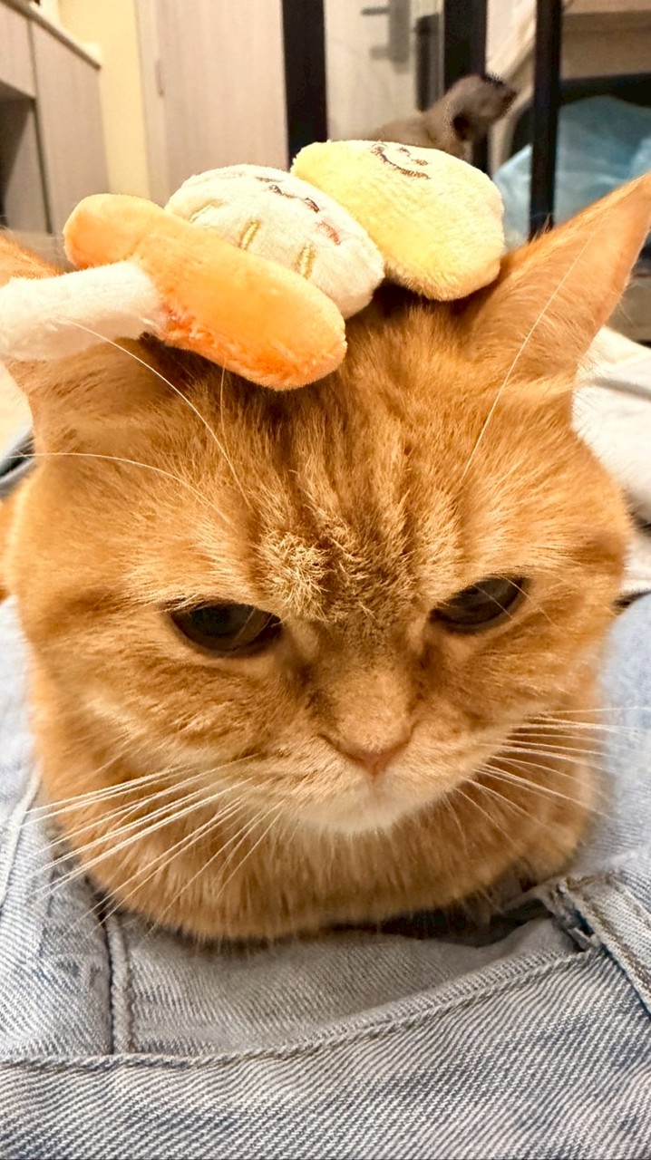 พูดคุย Trade with Cat 🔈