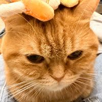 พูดคุย Trade with Cat 🔈