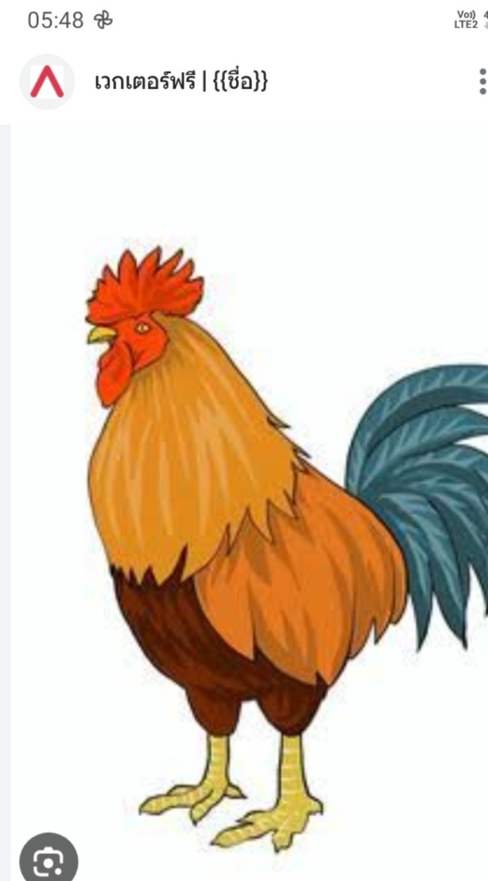 กลุ่มเลี้ยงไก่พื้นบ้าน