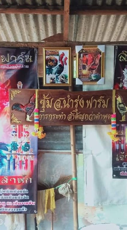 🐓คนกินคนByส.นำรุ่งฟาร์ม🐓