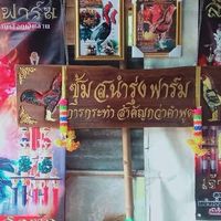 🐓คนกินคนByส.นำรุ่งฟาร์ม🐓