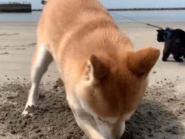 ブラジルの人聞こえますかー 柴犬の穴掘り 執念がスゴイ いぬのきもちnews