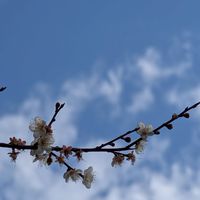 115-01-18武界雲海民宿
