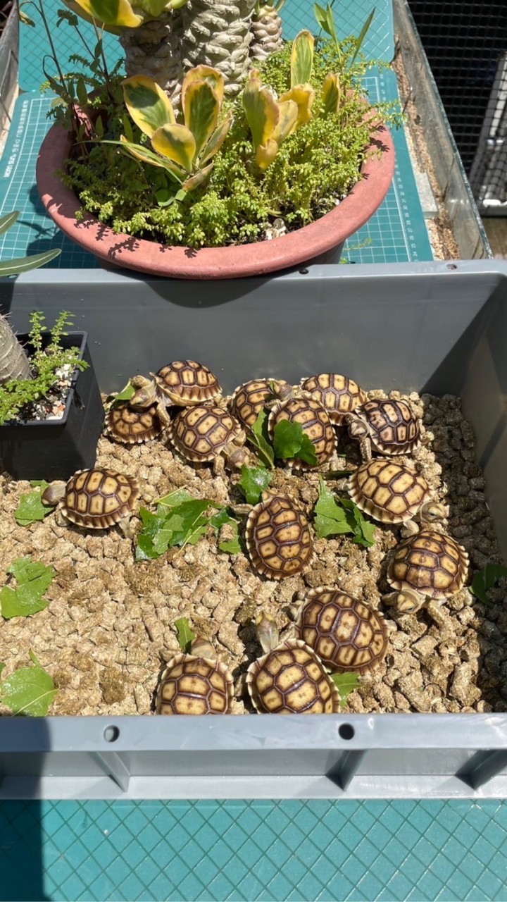 🐢🦎爬蟲烏龜聚集地🦎🐢