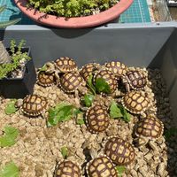 🐢🦎爬蟲烏龜聚集地🦎🐢