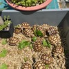 🐢🦎爬蟲烏龜聚集地🦎🐢