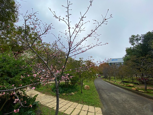 2022后里櫻花季