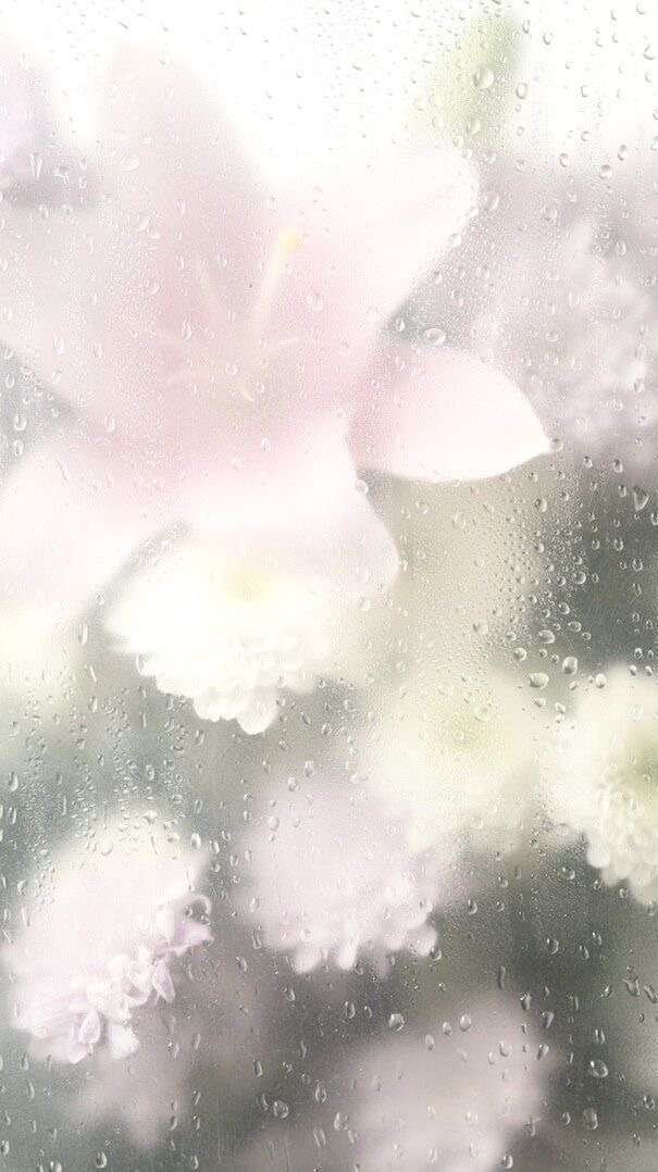 ʜɪᴍᴇᴍᴜꜱᴜʙɪʙᴏɴ ღ ౨ৎ