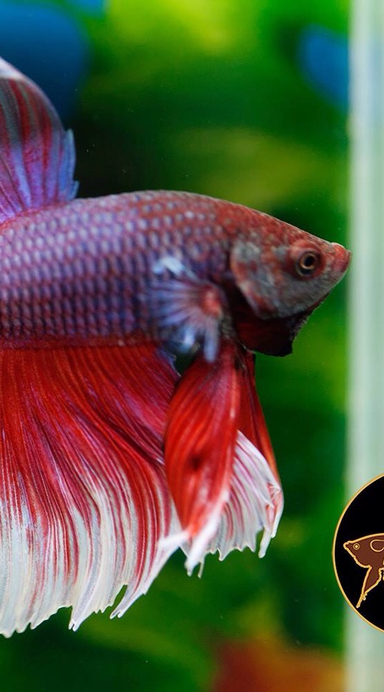 Weerapat Betta Thailand