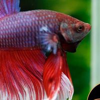 Weerapat Betta Thailand
