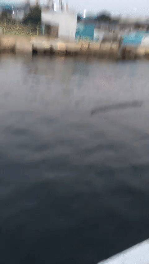 Tni Al Sudah Dua Hari Memburu Buaya Yang Berenang Ke Pantai