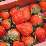 全台採草莓攻略｜草莓季來了！整理北中南熱門草莓園、現採現吃、一起來動手採草莓吧！